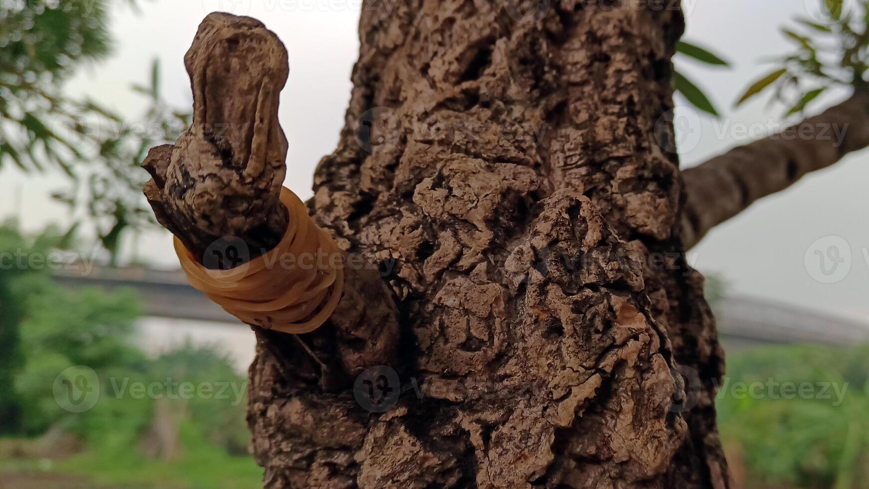 macro fotos do árvore latido este parece velho estão geralmente usava Como a fundo texturizado