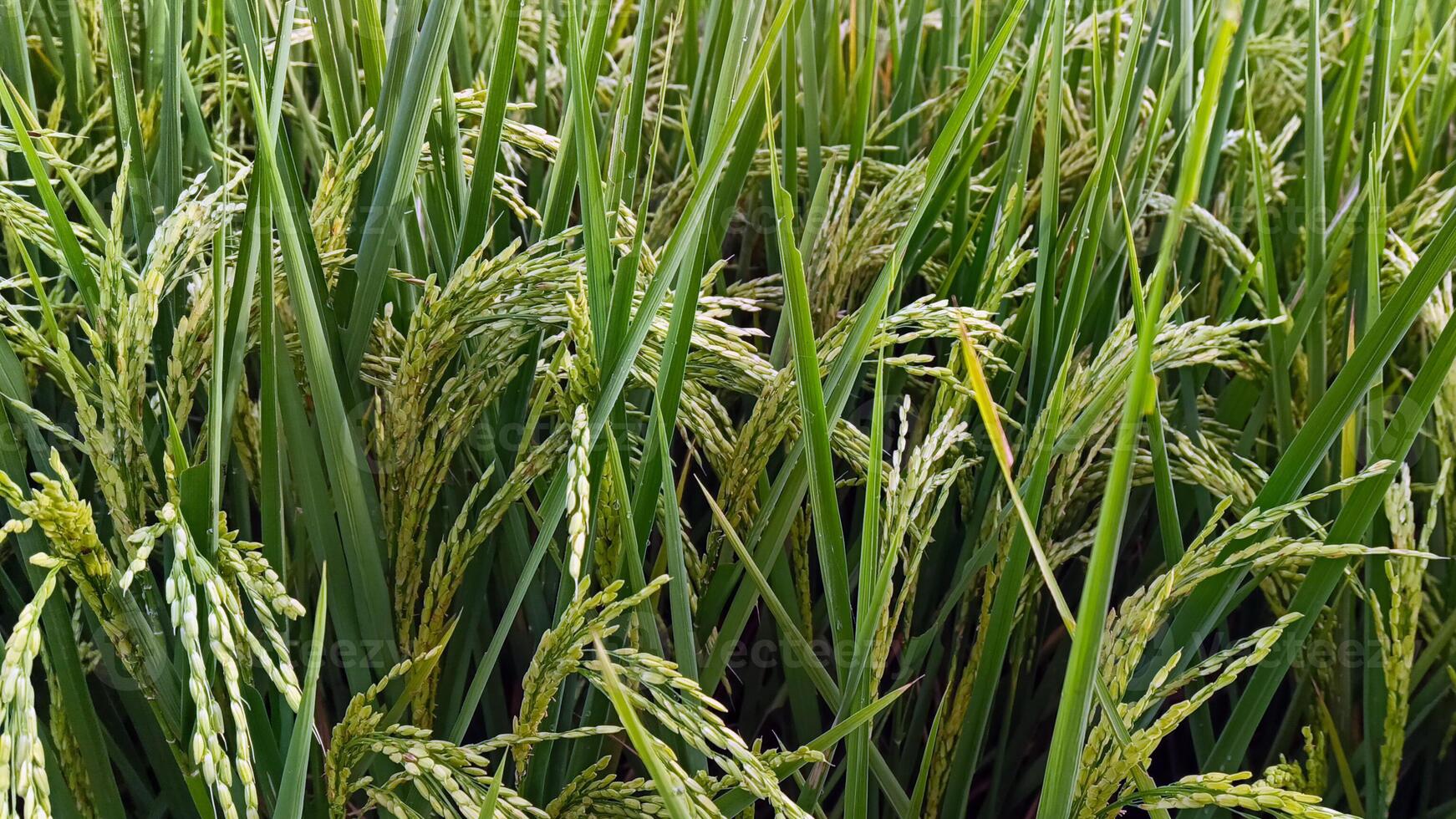 retrato do uma arroz plantar este é iniciando para virar amarelo e a grão é chegando Fora foto