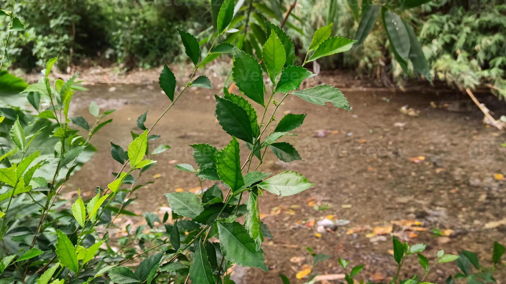 foto do folhas com uma Claro rio fundo