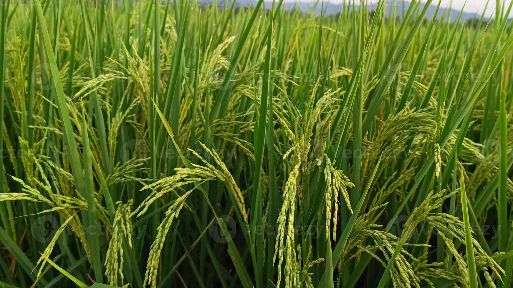 retrato do uma arroz plantar este é iniciando para virar amarelo e a grão é chegando Fora foto