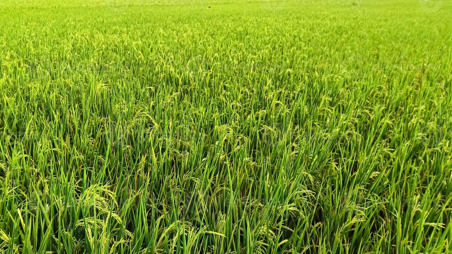 retrato do uma arroz plantar este é iniciando para virar amarelo e a grão é chegando Fora foto