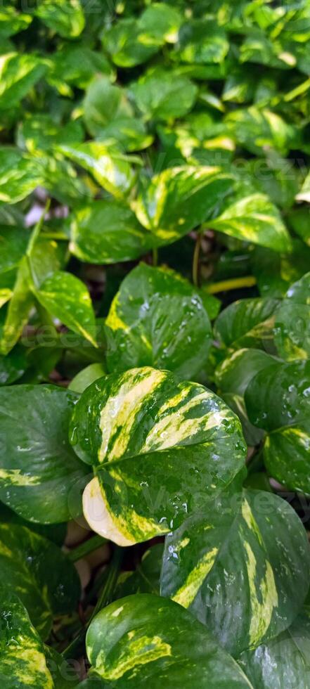 marfim betel plantar dentro a jardim foto