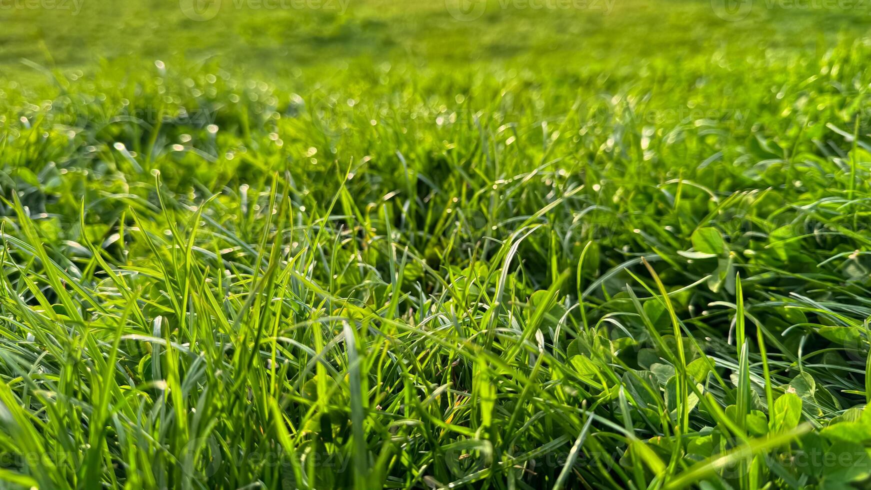 fundo natural fresco verde Relva e trevo folhas fechar acima. luminoso orvalhado grama, Primavera frescor, natureza detalhe com manhã luz conceito para Projeto e imprimir. foto