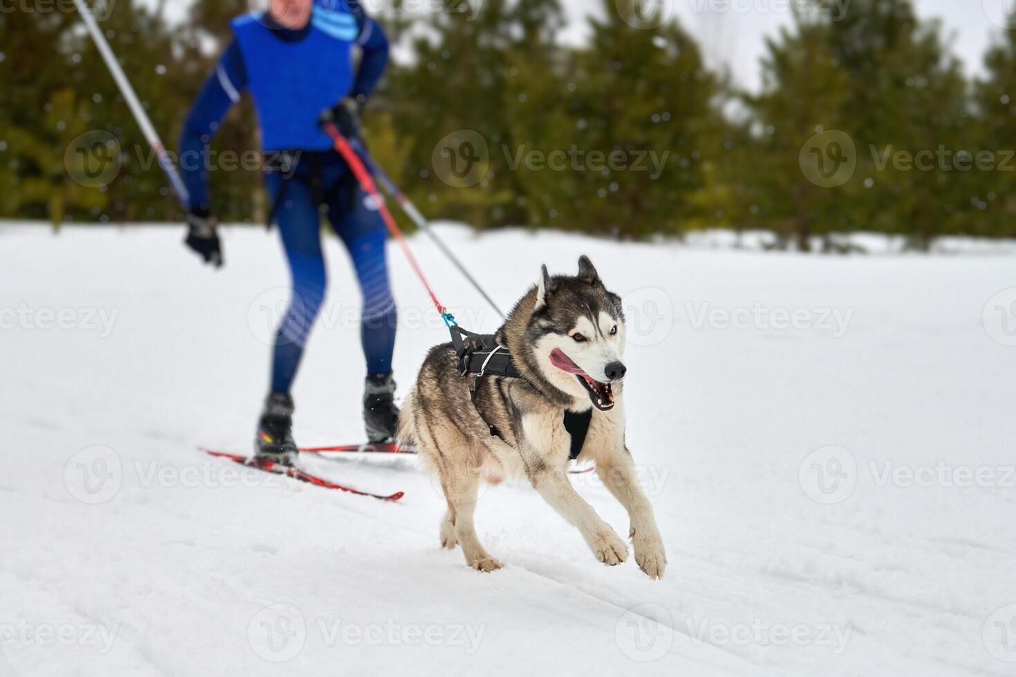 corrida de esporte de cão skijoring foto