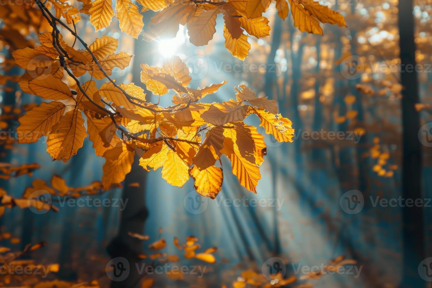 Sol brilhando através árvore folhas foto