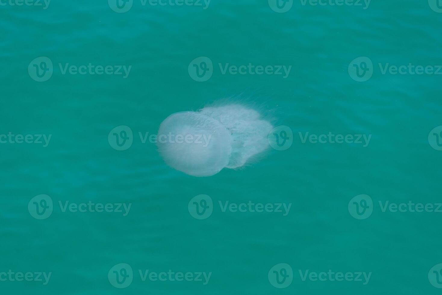 medusa flutuando dentro turquesa oceano água. foto