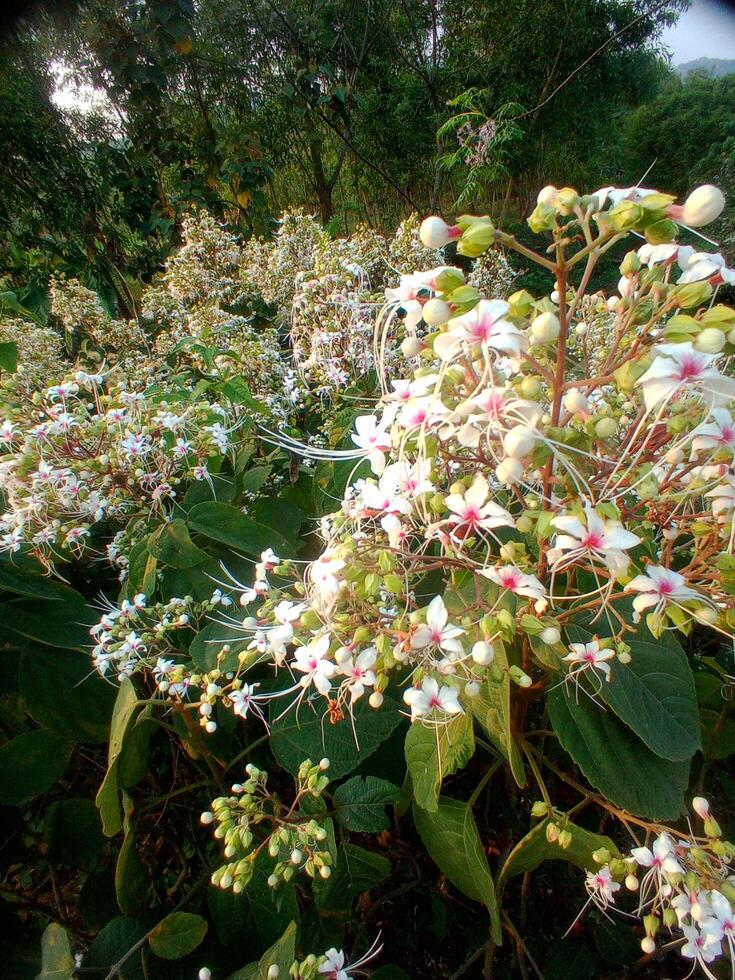 uma grupo do branco flores foto