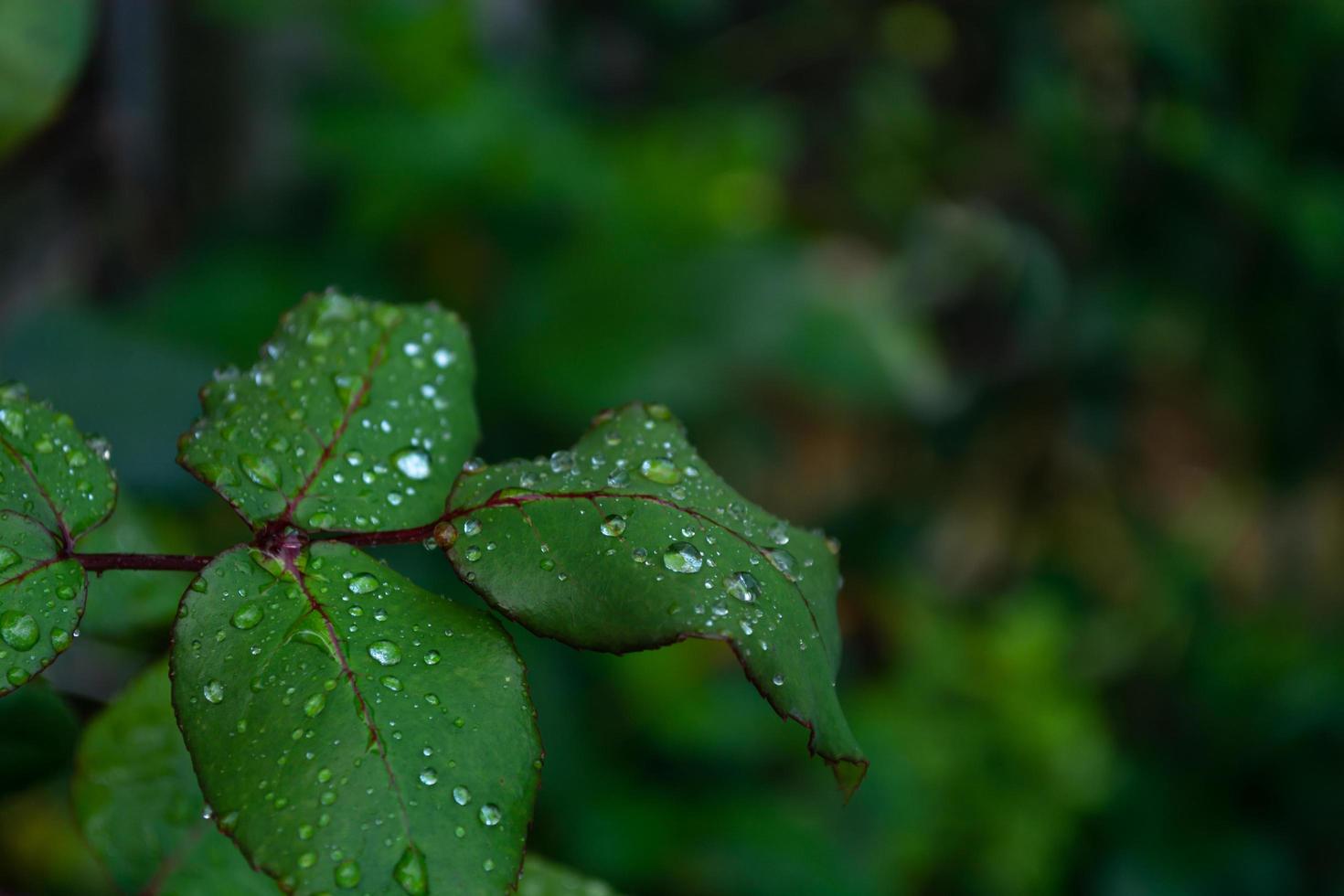 gotas de orvalho em folhas de rosa foto