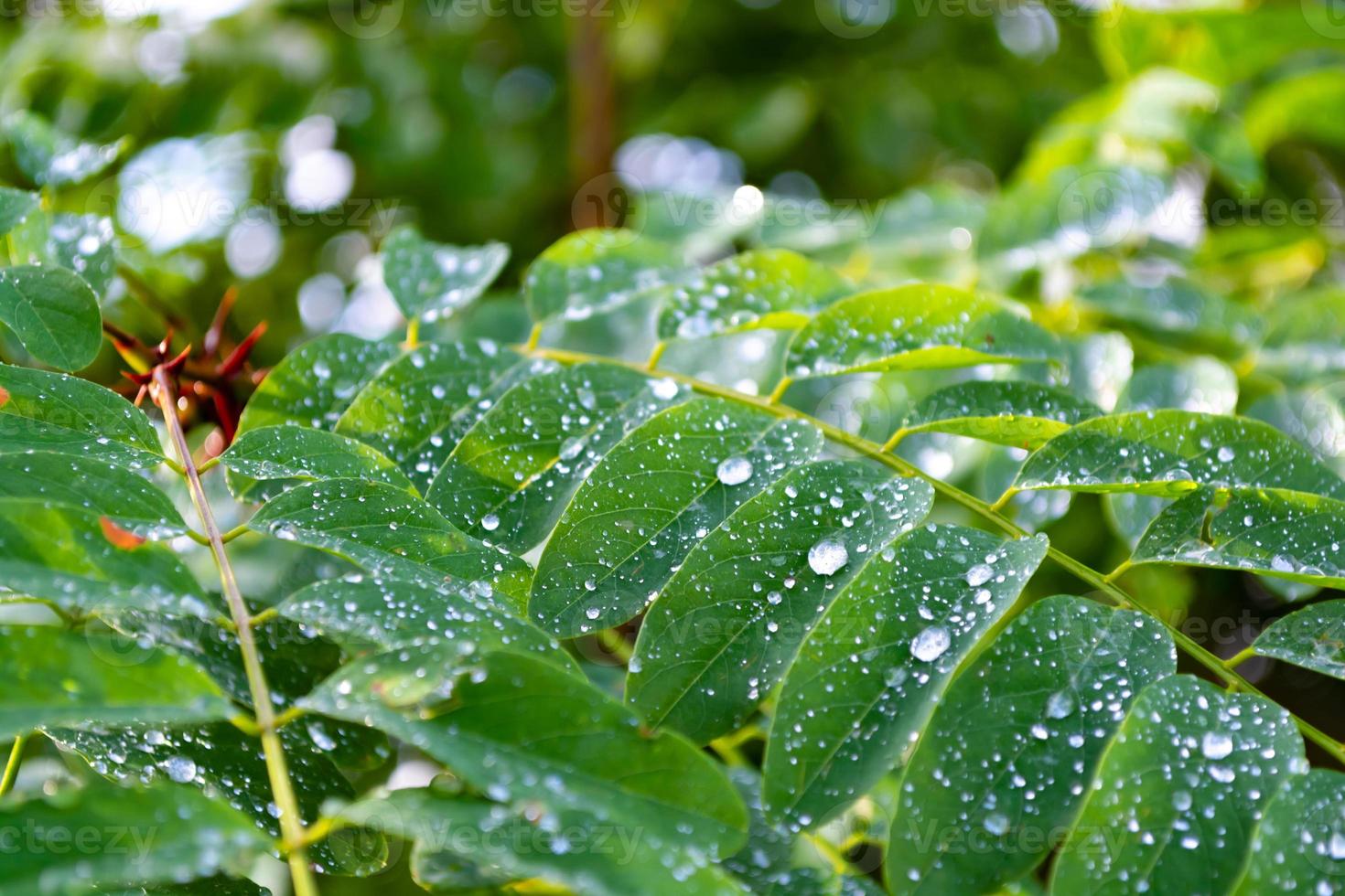 folhas verdes de acácia cobertas de gotas de chuva no início da manhã. foto