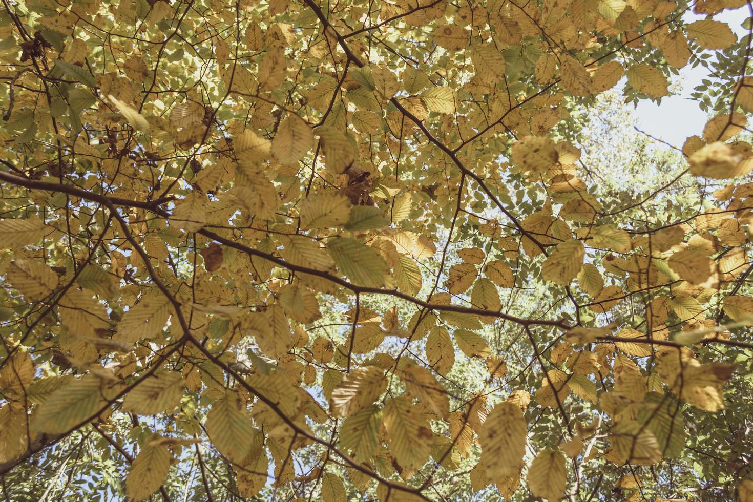 fundo de outono de folhas amarelas, árvore Choupo-branco. foto