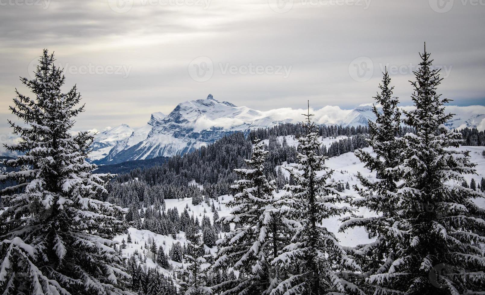 paisagem montanhosa com árvores de natal cobertas de neve. foto