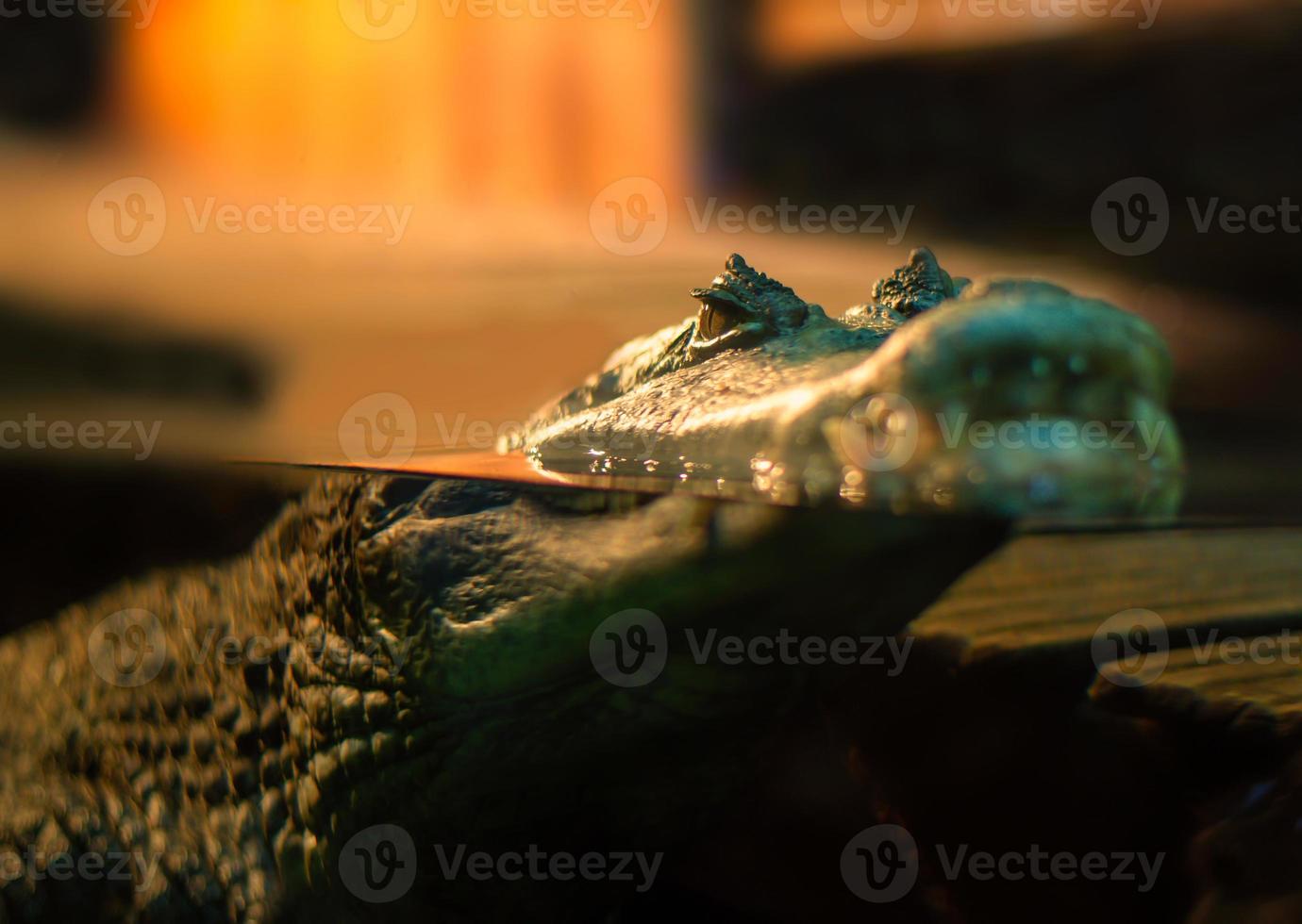 crocodilo flutuando na superfície da água foto