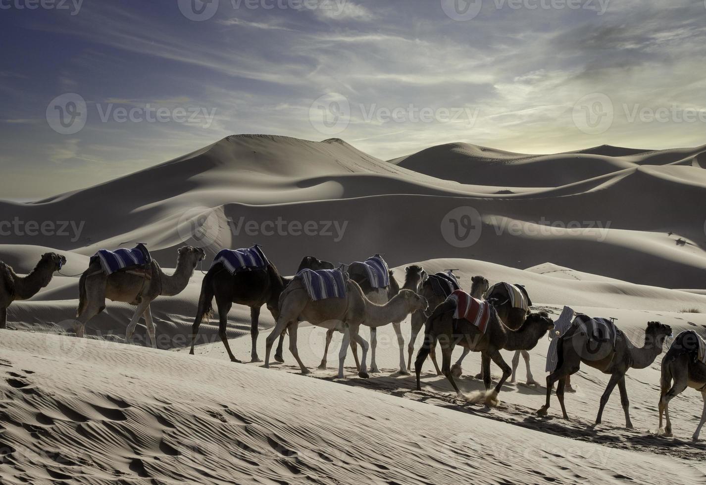 camelos em dunas de areia, deserto do saara foto