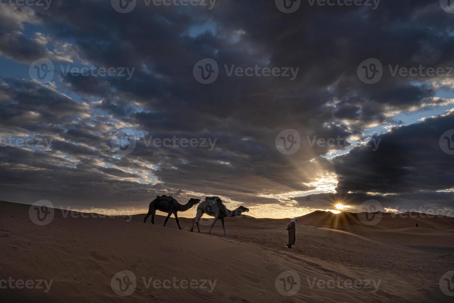 camelos em dunas de areia, deserto do saara foto