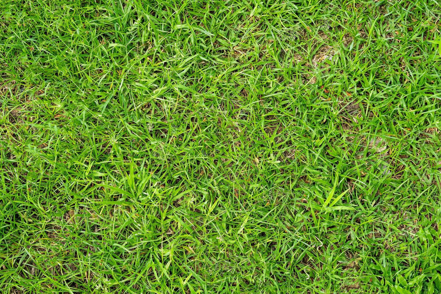 textura de grama verde para segundo plano. padrão de gramado verde e fundo de textura. foto