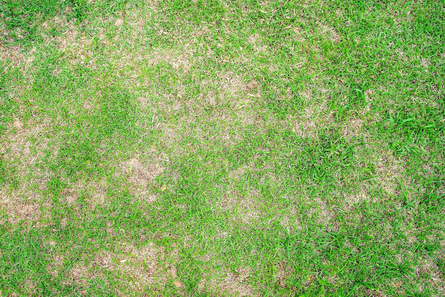 folha de grama seca muda de verde para marrom morto em um fundo de textura de gramado de círculo grama seca morta. foto