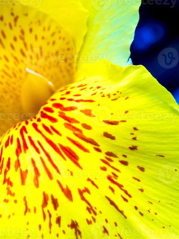 flores frescas manchas vermelhas na frágil pétala amarela brilhante de canna foto