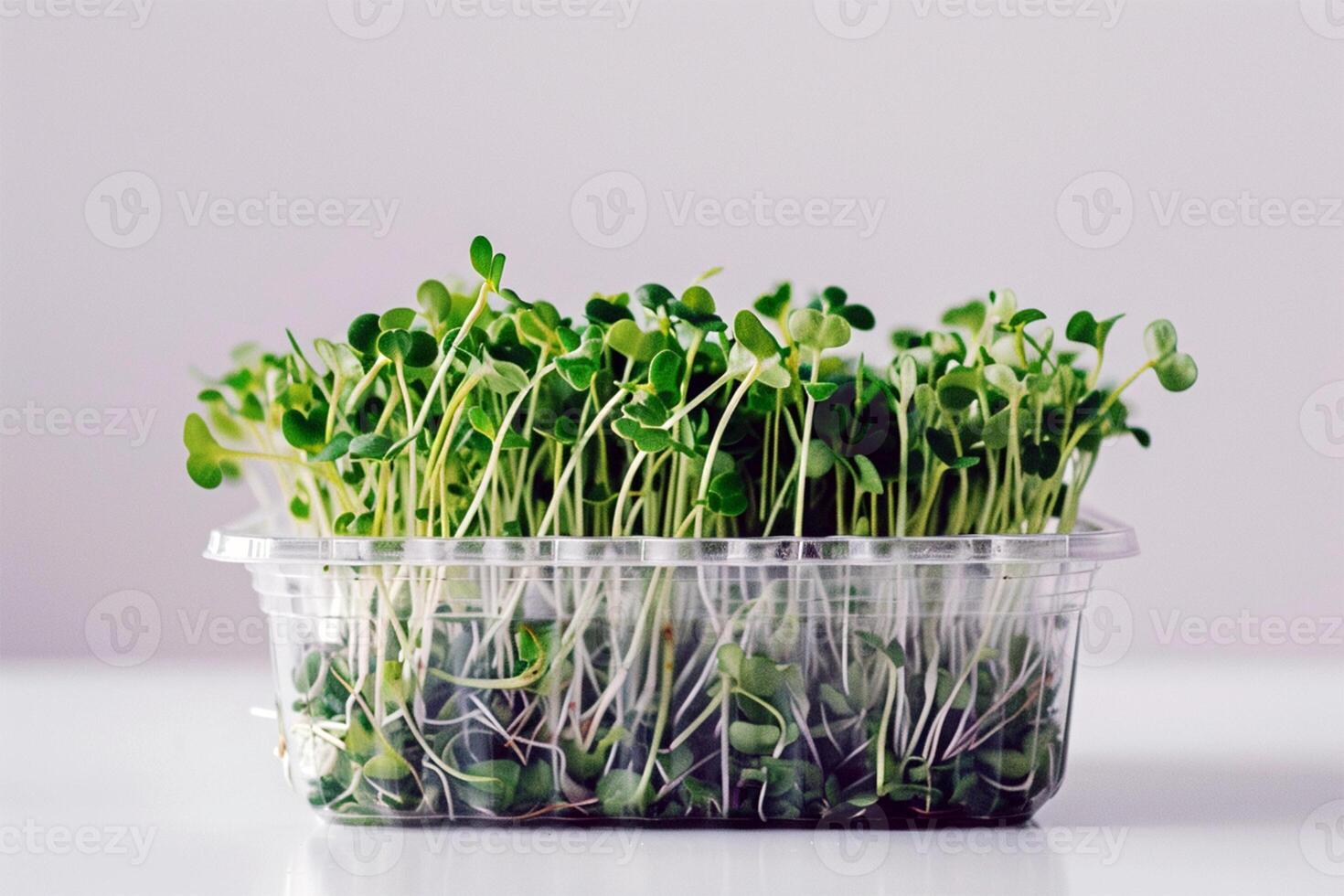 micro verduras superalimento. verde micro plantar crescendo dentro uma Panela em a branco fundo, germinação brotando e saudável comendo e vivendo. jardinagem às casa cozinha conceito. foto