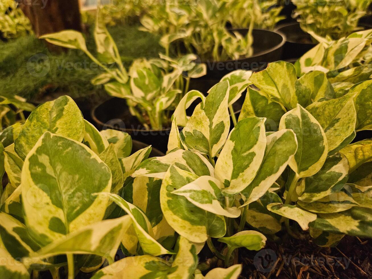 eufórbio Tithymaloides é uma perene suculento spurge a ereto arbusto a plantar é Além disso conhecido de a científico nome pedilanto Tithymaloides foto