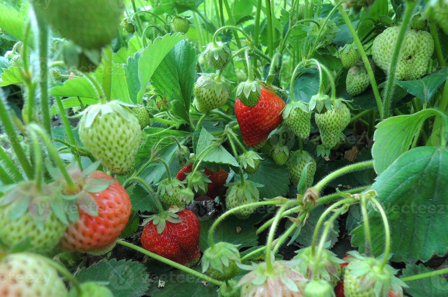 morango arbusto com amadurecendo frutas fechar-se Visão foto