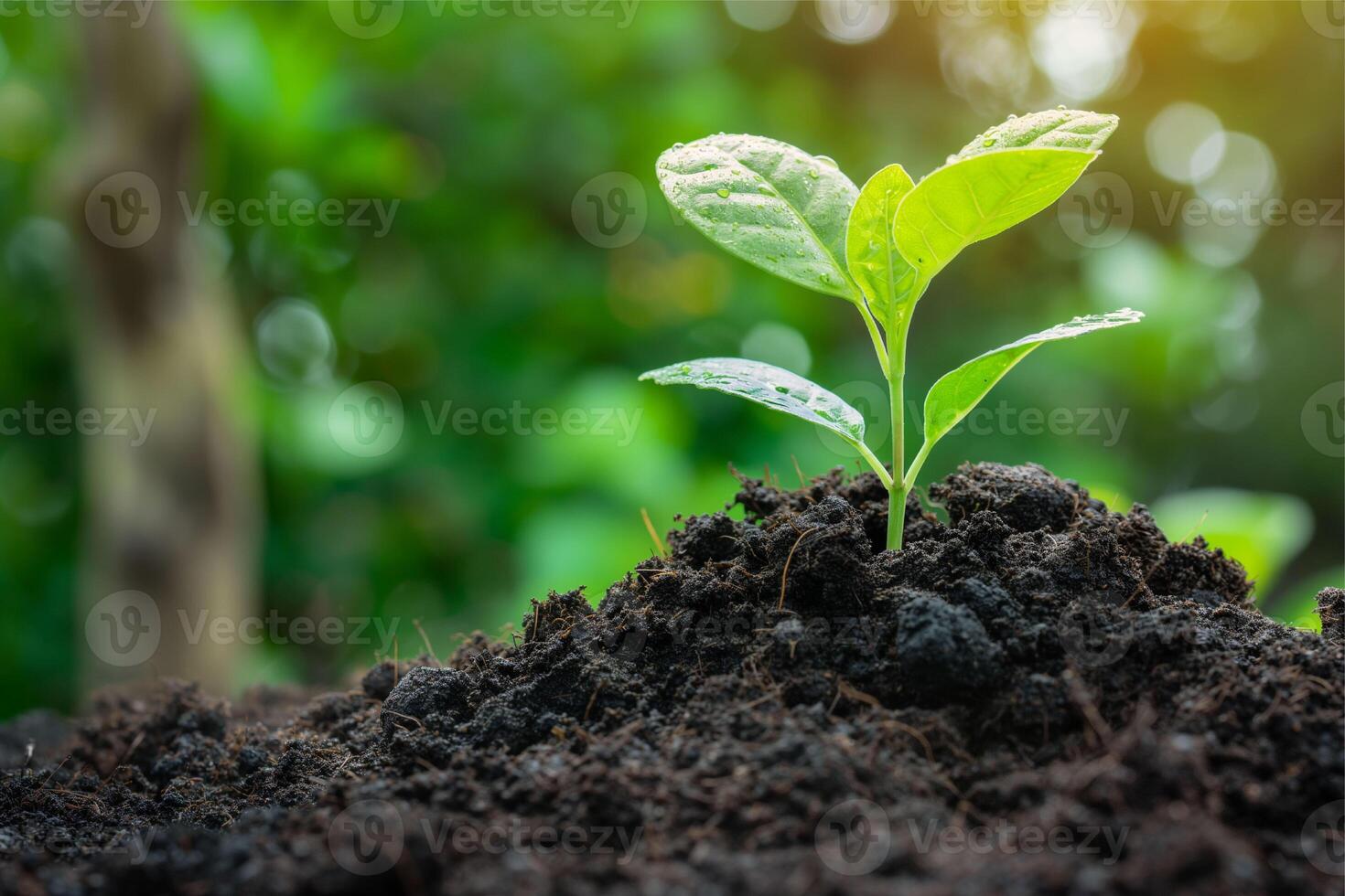 delicado jovem plantar crescendo a partir de solo, pequeno plantar crescendo Fora do a terra foto