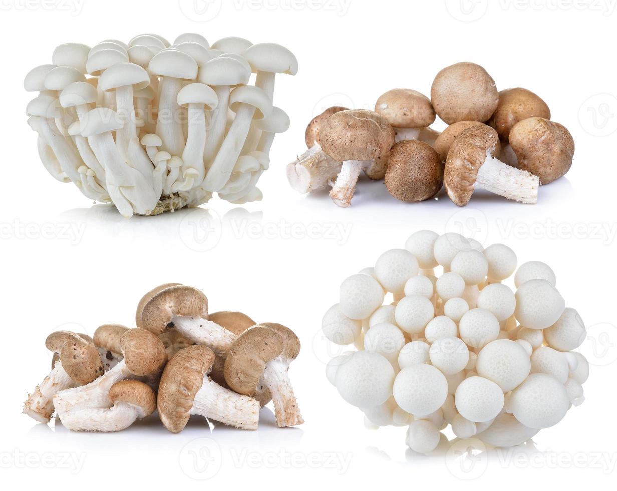 cogumelo shiitake e cogumelos de faia branca em fundo branco foto