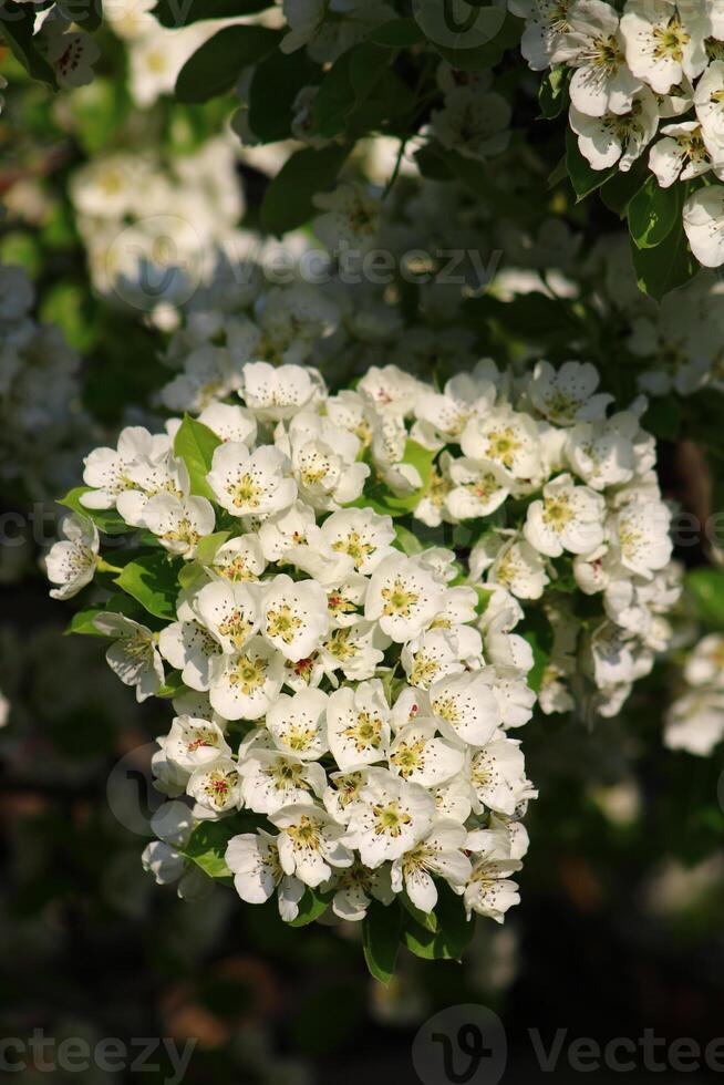 Primavera fundo. flor do pera fruta. uma árvore com branco flores este diz Primavera em isto. foto