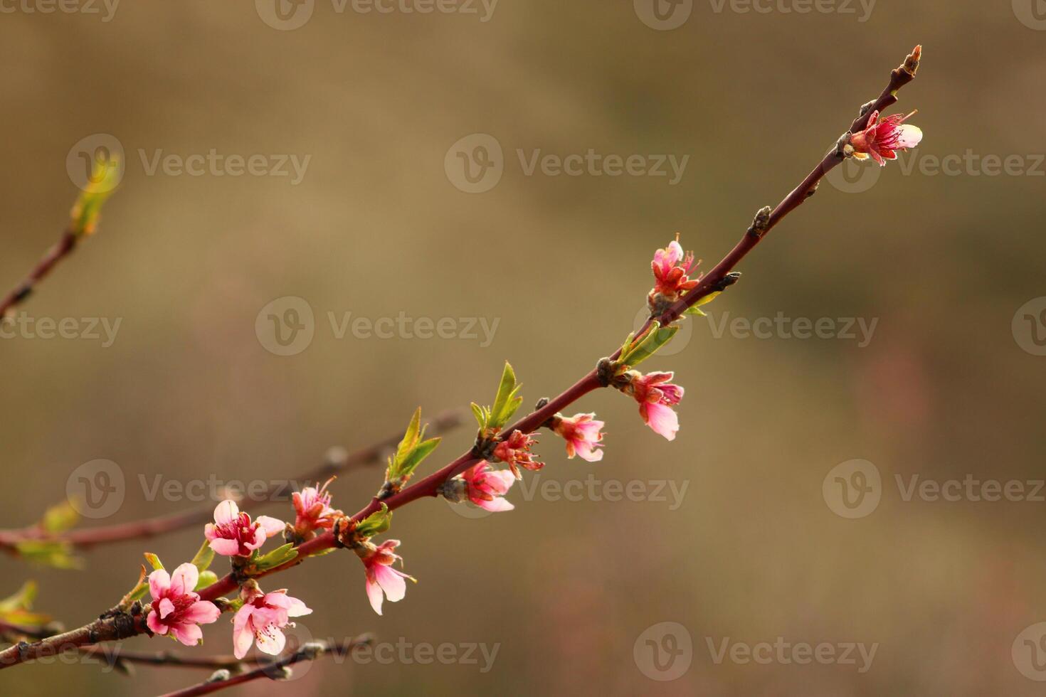 Primavera fundo. flor do pêssego fruta. uma árvore com Rosa flores este estão florescendo foto