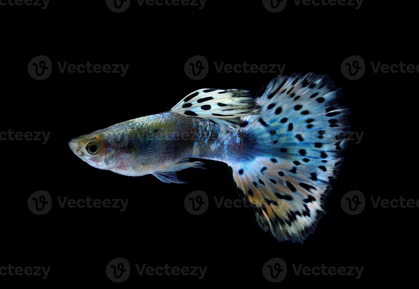 lindo guppy isolado em fundo preto foto