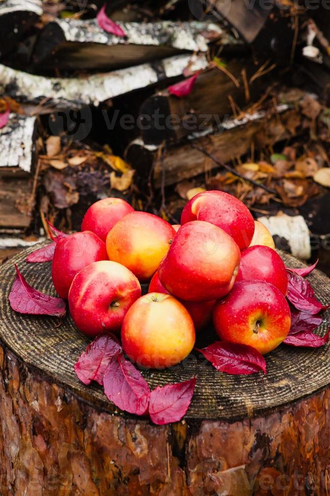 natureza morta com várias maçãs vermelhas deitado sobre um velho toco de pinheiro de madeira. foto
