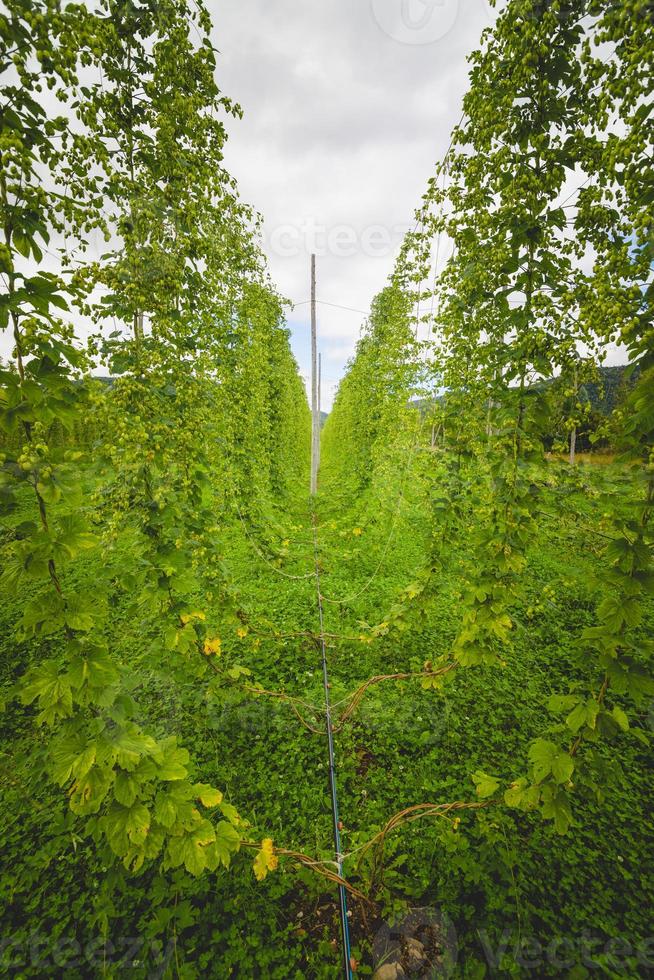 vista para o campo de lúpulo verde com plantas amarradas. foto