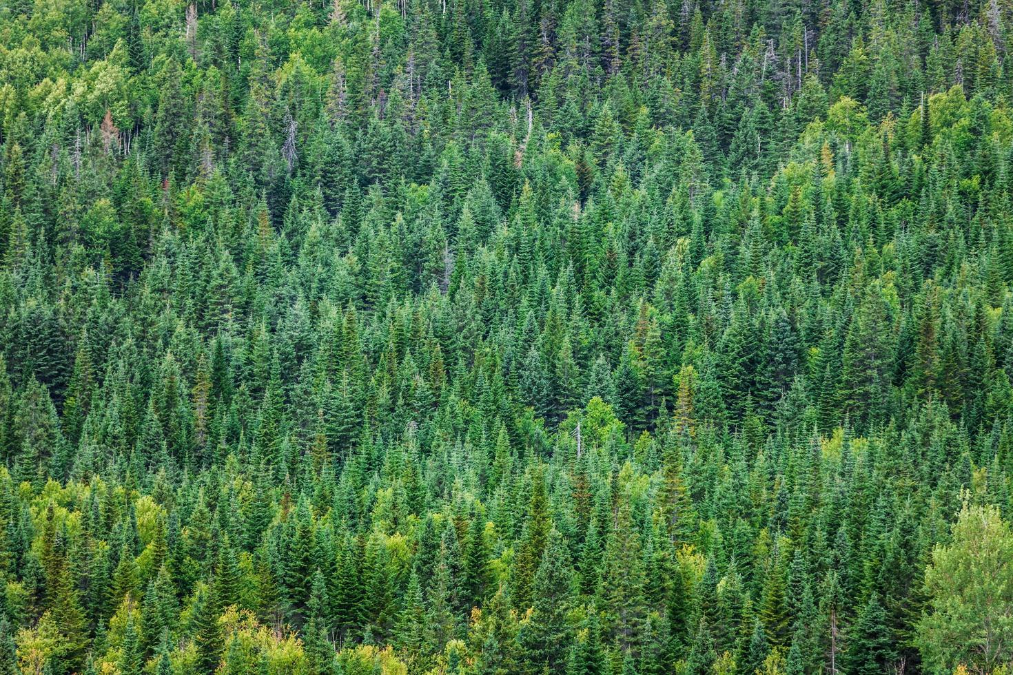 textura de floresta verde foto