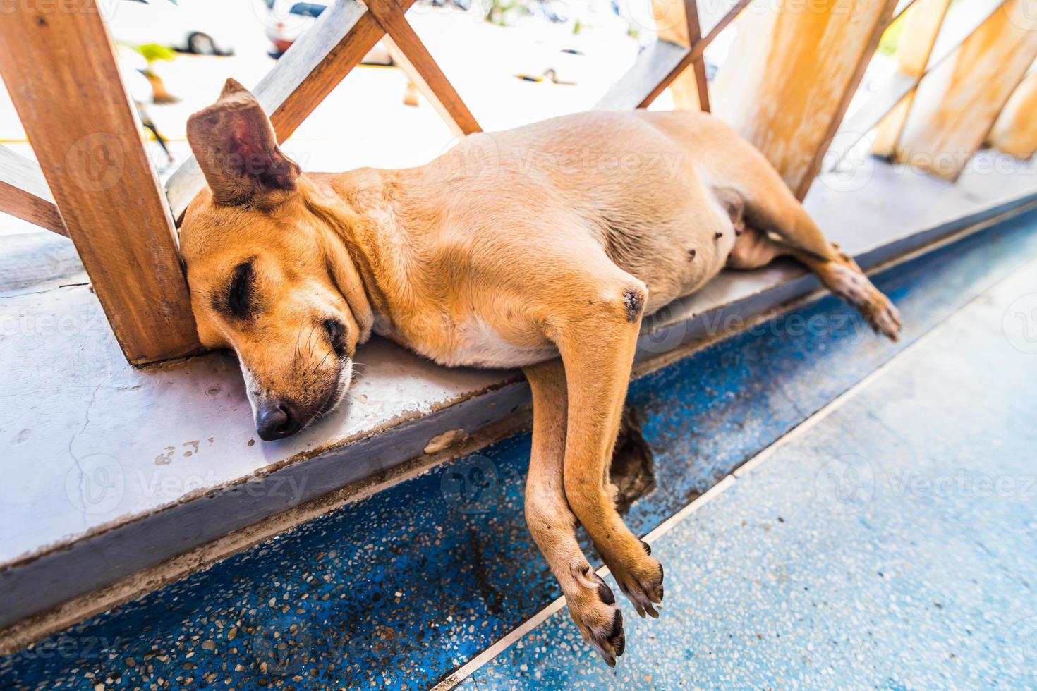 cão pequeno cansado desabrigado deitado e dormindo no aeroporto do Caribe. foto
