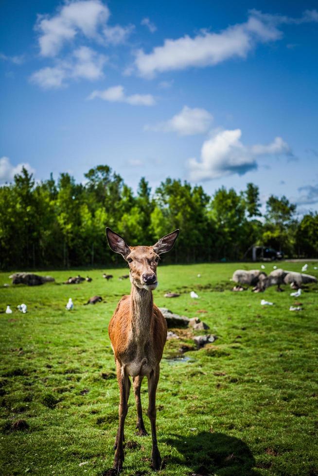 editorial - 29 de julho de 2014 no parc safari, quebec, canadá em um lindo dia de verão. foto