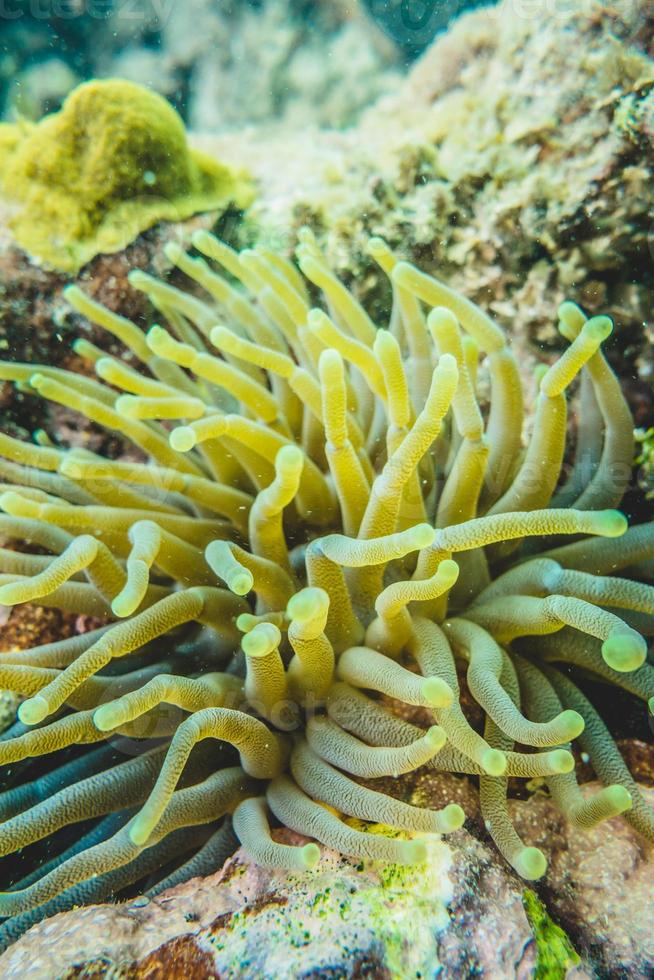 anêmona verde no recife de coral caribenho foto