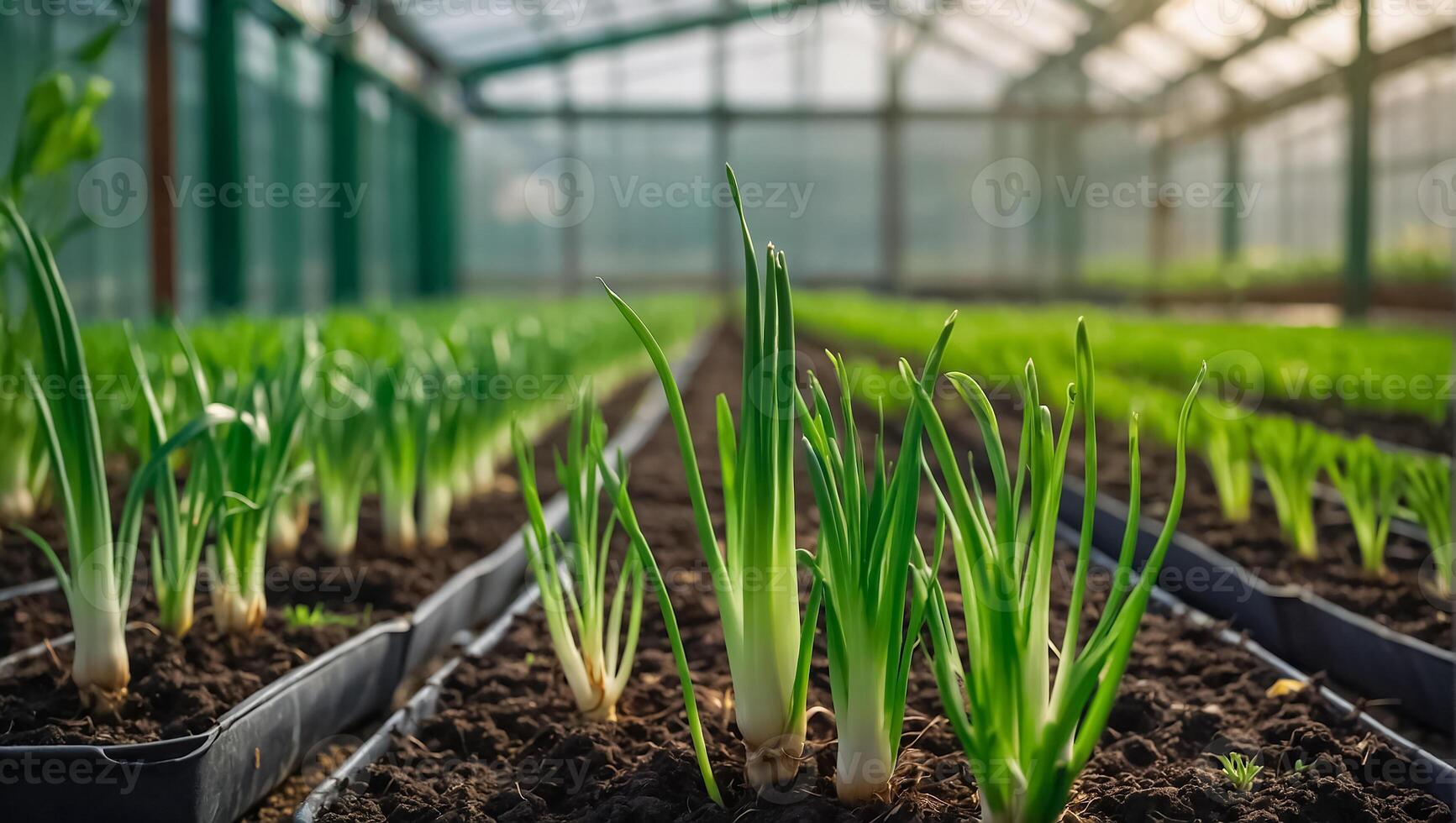 verde cebolas dentro a estufa foto