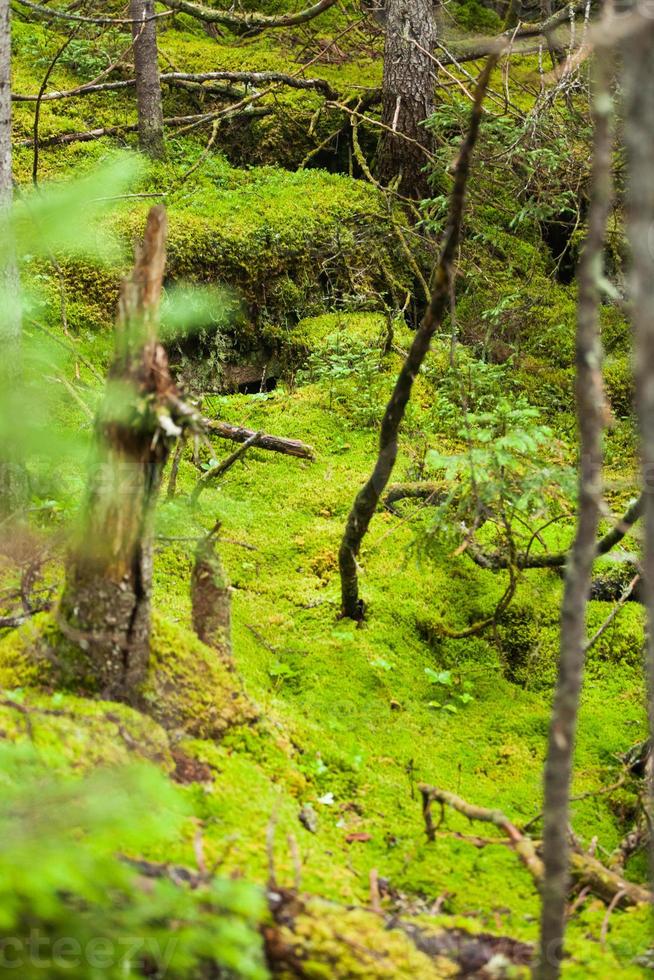 musgo de árvore no fundo de uma floresta selvagem. foto