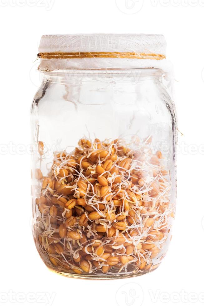 brotando sementes de weat crescendo em uma jarra de vidro foto