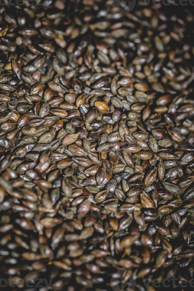 textura de grão de cerveja de cevada maltada em estúdio. foto