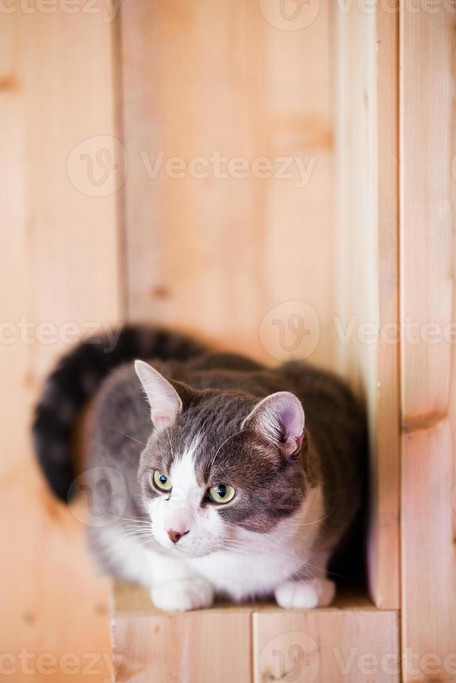 gato assistindo dentro de casa foto