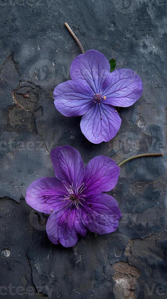 minúsculo roxa chão flores fechar-se foto