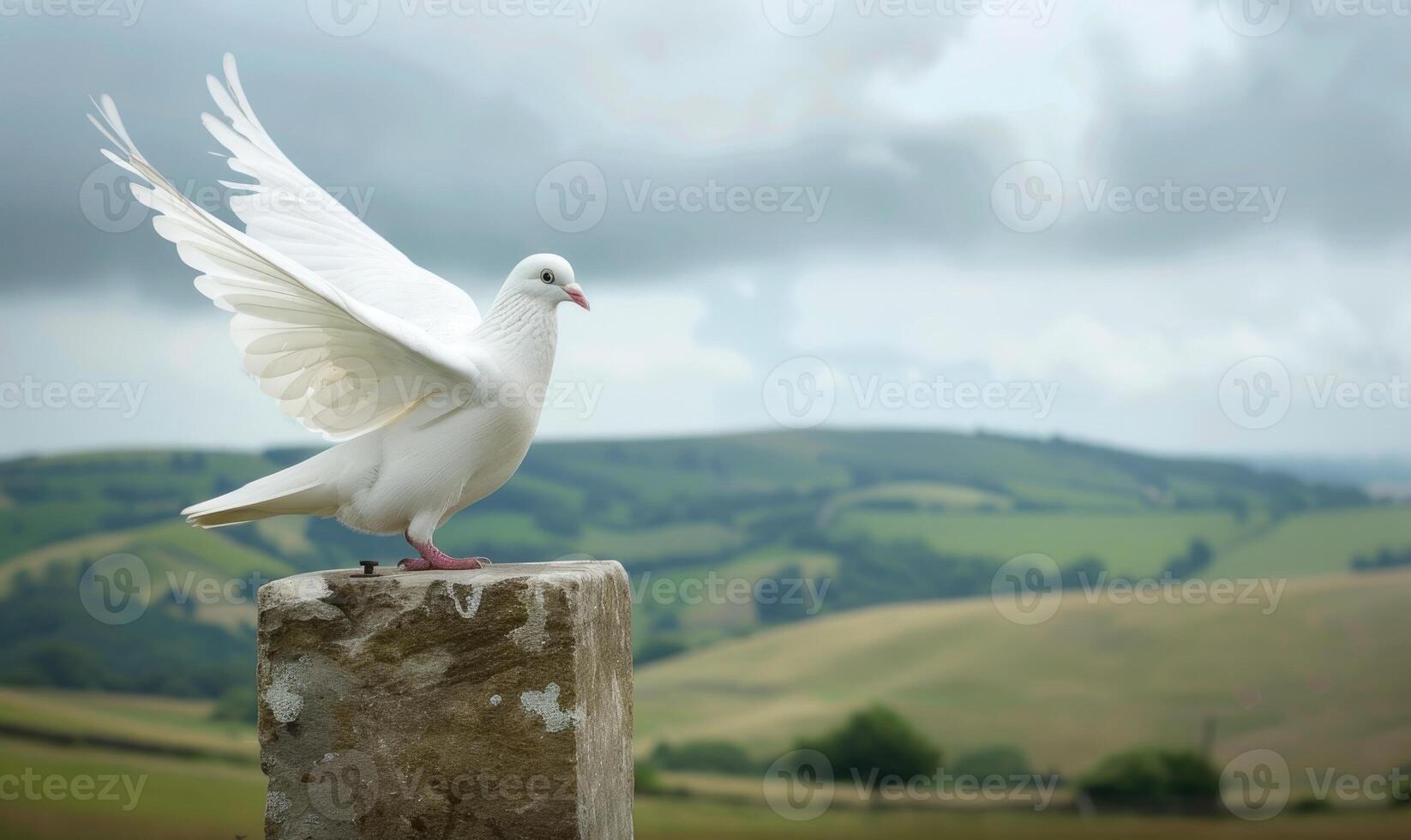 branco Pombo em pé em uma pedra pedestal foto