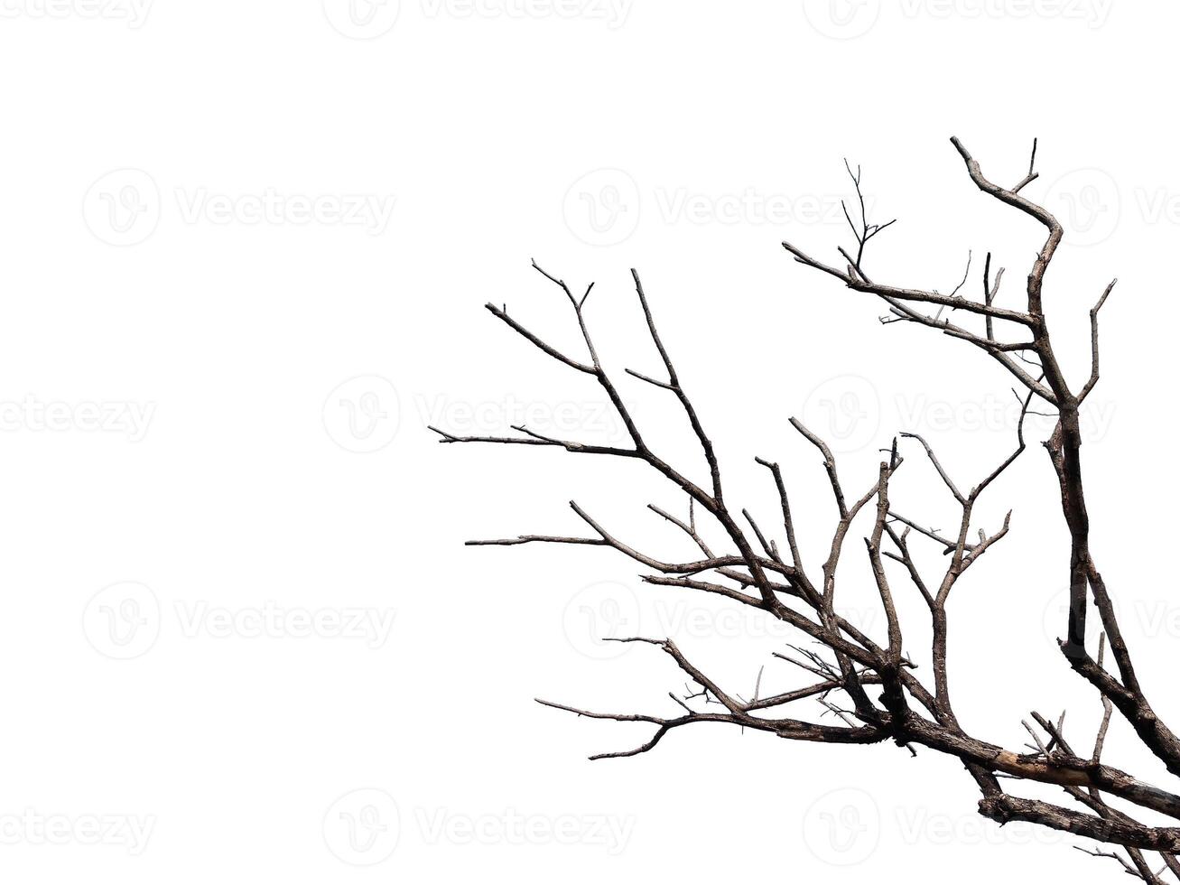 árvore morta isolada no fundo branco foto