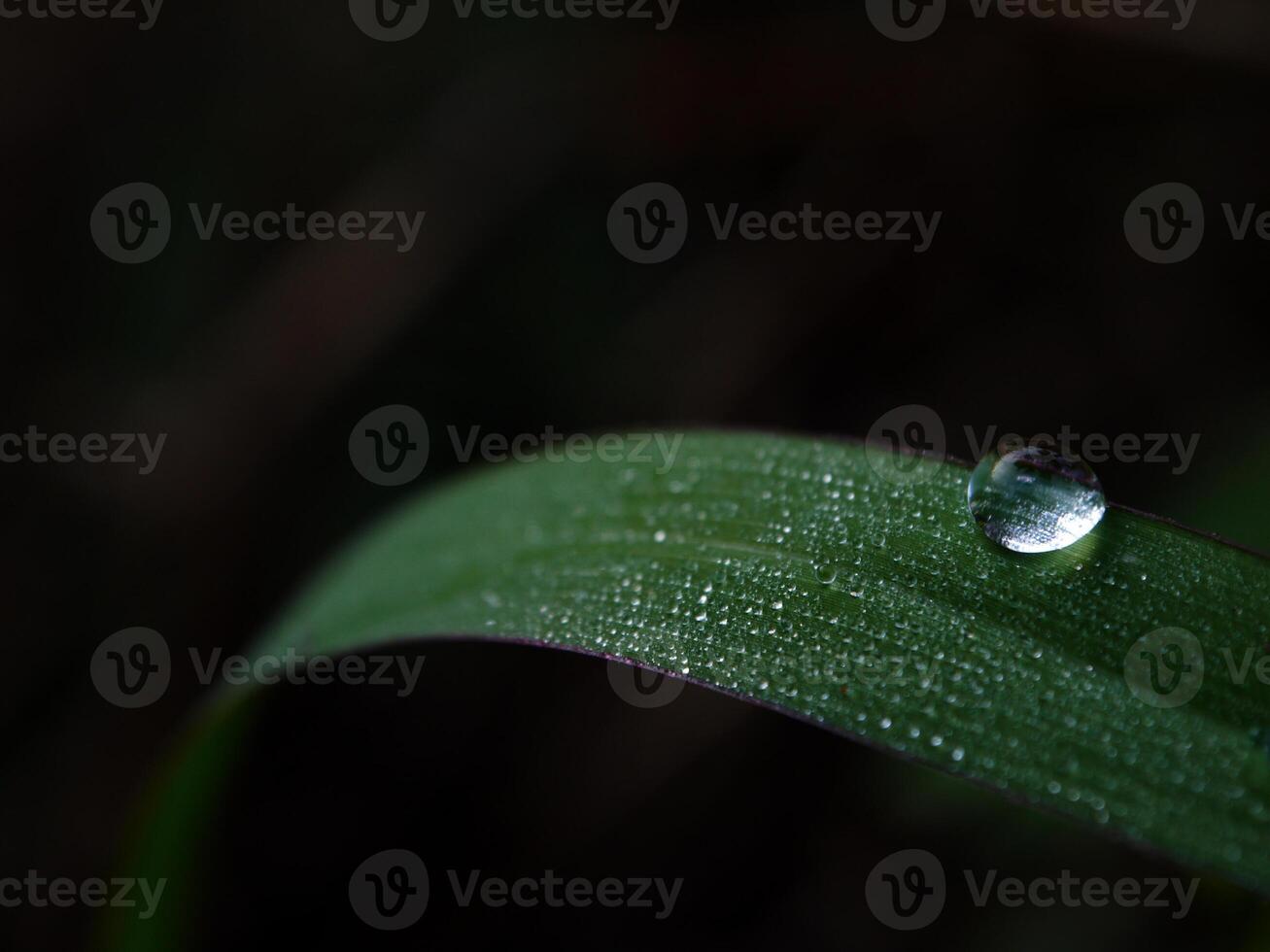 fechar-se do pingos de chuva em folhas foto