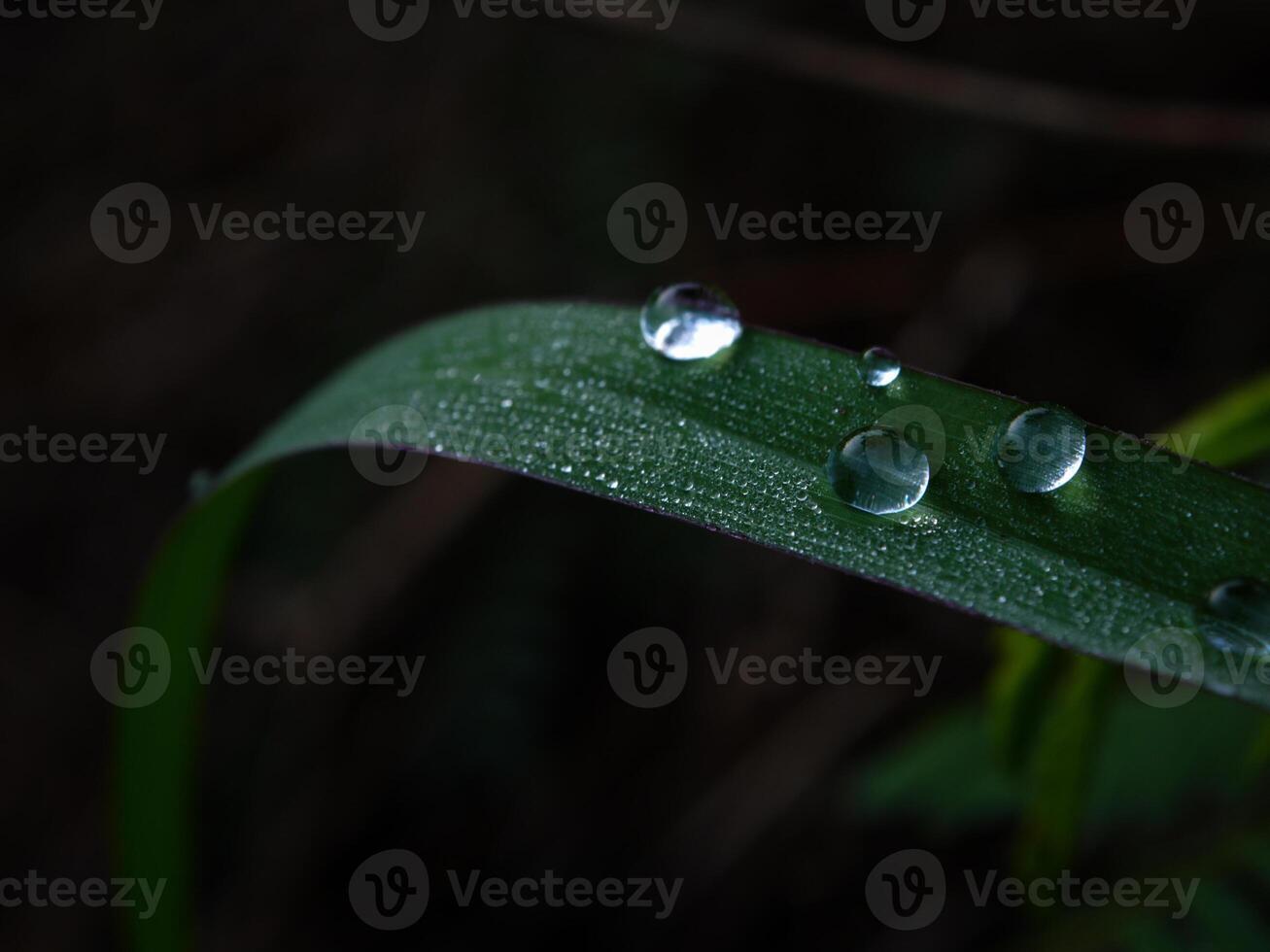 fechar-se do pingos de chuva em folhas foto