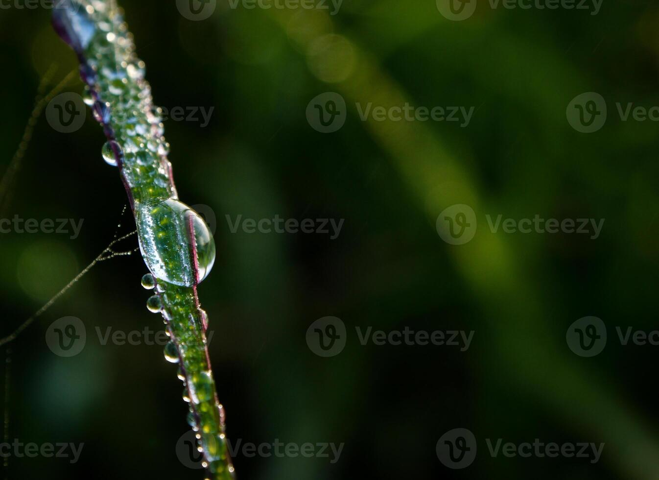 fechar-se do pingos de chuva em folhas foto