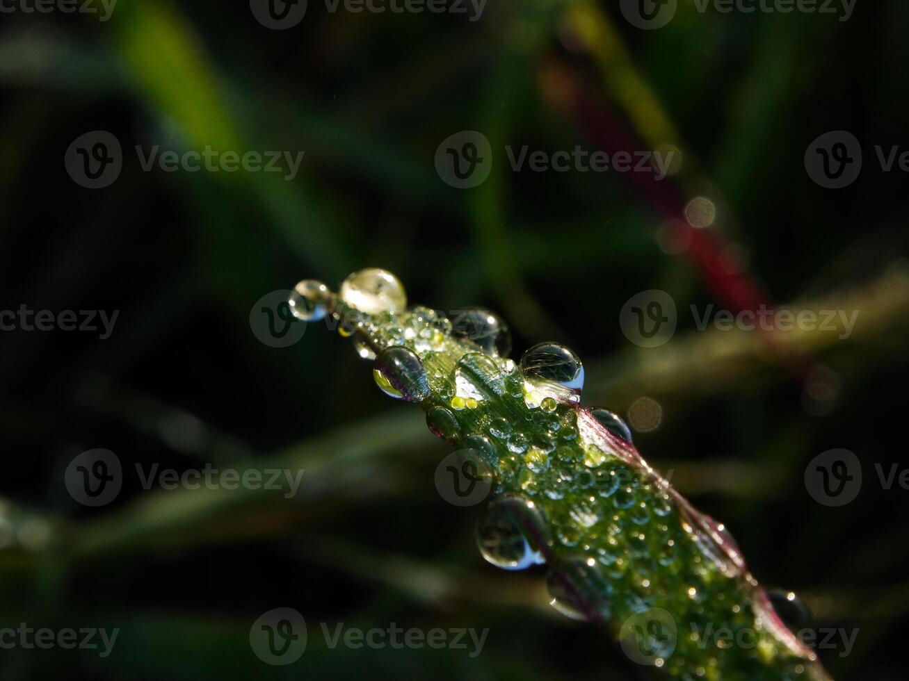 fechar-se do pingos de chuva em folhas foto