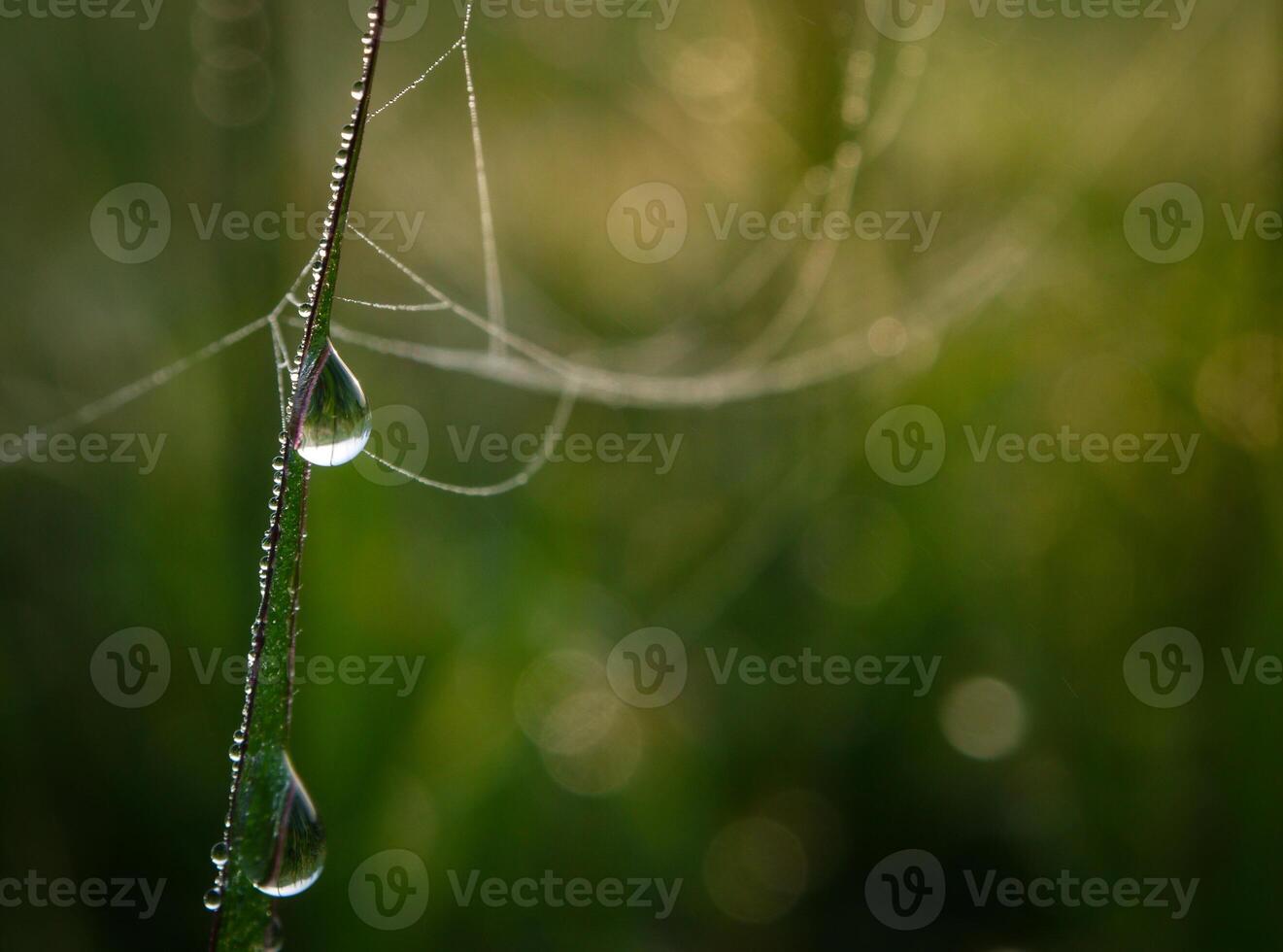 fechar-se do pingos de chuva em folhas foto