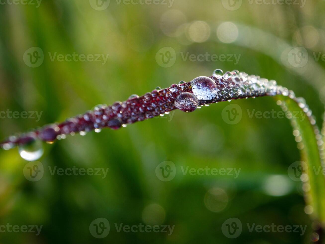 fechar-se do pingos de chuva em folhas foto