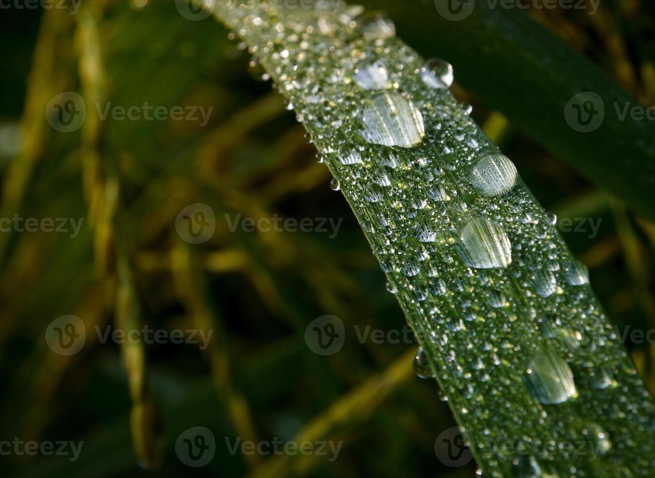 fechar-se do pingos de chuva em folhas foto